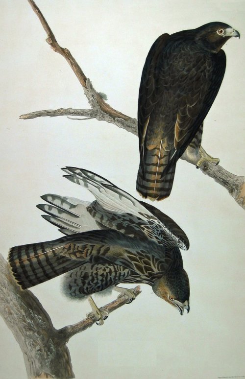 Harlan's Buzzard - Audubon's Birds Of America