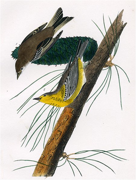 Pine-creeping Wood Warbler - Audubon's Birds Of America