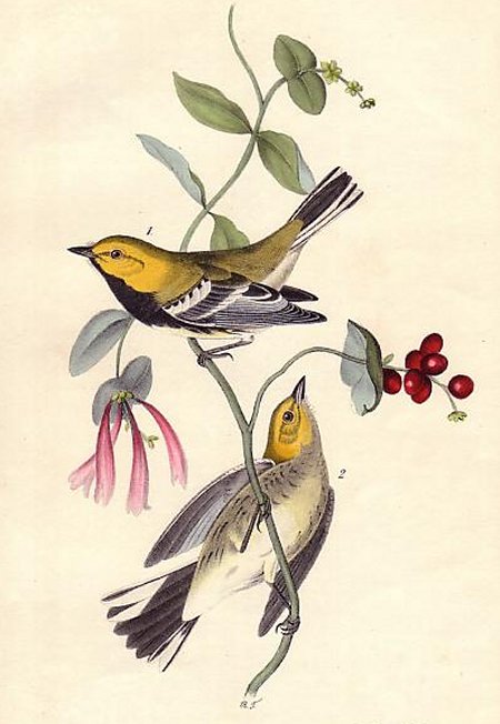 Black-throated Green Wood Warbler - Audubon's Birds Of America