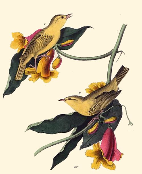 Rathbone's Wood Warbler - Audubon's Birds Of America