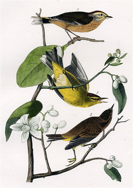 Yellow Red-poll Wood Warbler - Audubon's Birds Of America