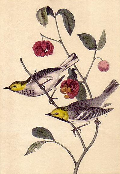 Hermit Wood Warbler - Audubon's Birds Of America