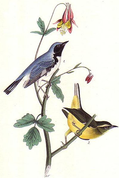 Black-throated Blue Wood Warbler - Audubon's Birds Of America
