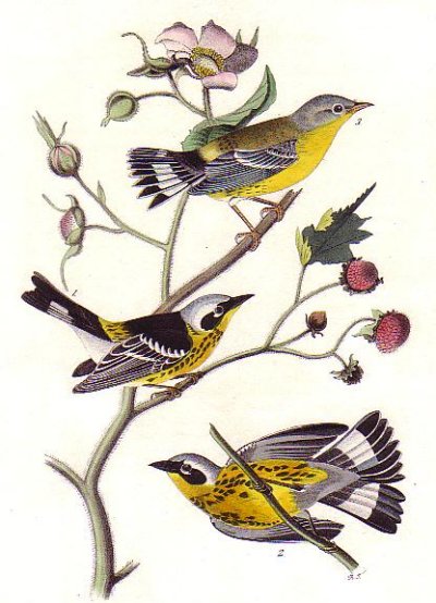 Black & Yellow Woodwarbler - Audubon's Birds Of America