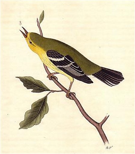 Blue Mountain Warbler - Audubon's Birds Of America