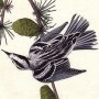 Black-and-white Creeping Warbler