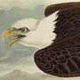 White-headed Sea-Eagle or Bald Eagle