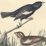 Prairie Lark Finch
