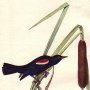 Red-and-white-shouldered Marsh Blackbird