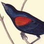 Red-and-black-shouldered Marsh Blackbird