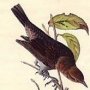 Rusty Crow Blackbird