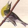Yellow-throated Vireo or Greenlet
