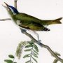 Red-eyed Vireo or Greenlet