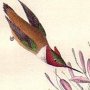 Ruff-necked Hummingbird
