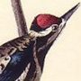 Yellow-bellied Woodpecker