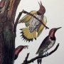 Golden-winged Woodpecker