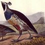 California Partridge