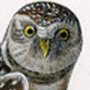 Burrowing Day-Owl