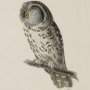 Tengmalm's Night Owl