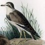American Ring Plover