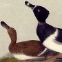Ringed-neck duck
