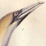 Common Gannet