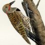 Missouri Red-moustached Woodpecker