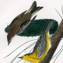 Pine Creeping Wood Warbler