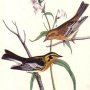 Blackburnian Wood Warbler
