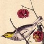 Hermit Wood Warbler