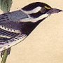 Black Throated Grey Wood Warbler