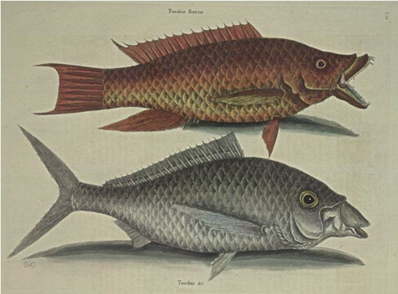 Hog-Fish Plate Number: II 11 
