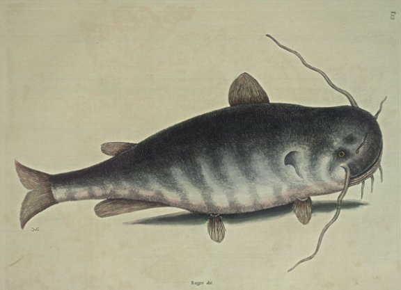 Cat Fish Plate Number: II 23 