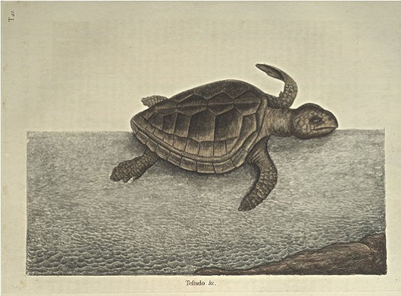 Loggerhead Turtle Plate Number: II 40 