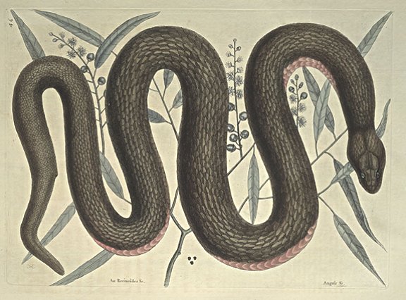 Copper-belly Snake Plate Number: II 46 