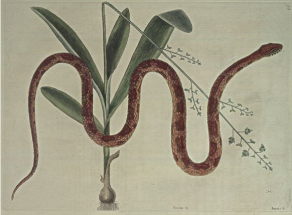 Corn Snake Plate Number: II 55 