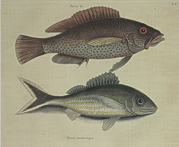 Negro Fish Plate Number: II 7 