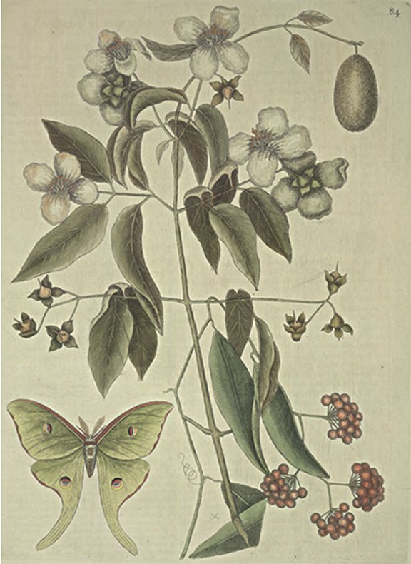 Philadelphus flore Plate Number: II 84 