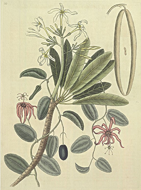 Plumeria flore niveo Plate Number: II 93 