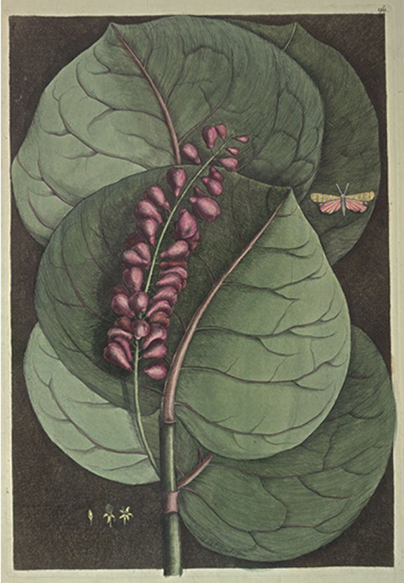 Prunus maritima racemosa Plate Number: II 96 