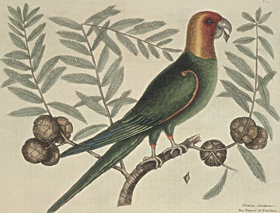 Parrot of Carolina Plate Number: I 11 