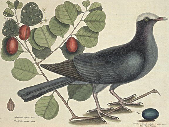 White Crowned Pigeon Plate Number: I 25 