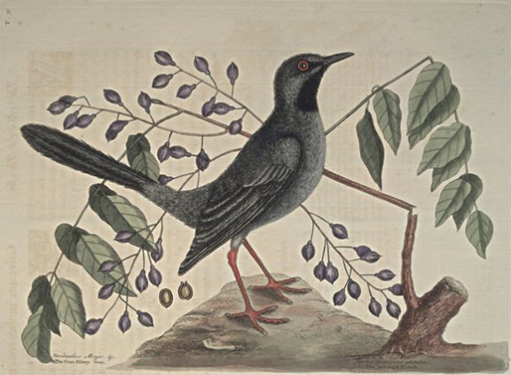 Red Legged Thrush Plate Number: I 30 