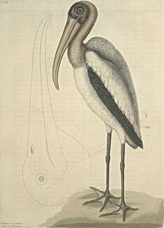 Wood Pelican Plate Number: I 81 
