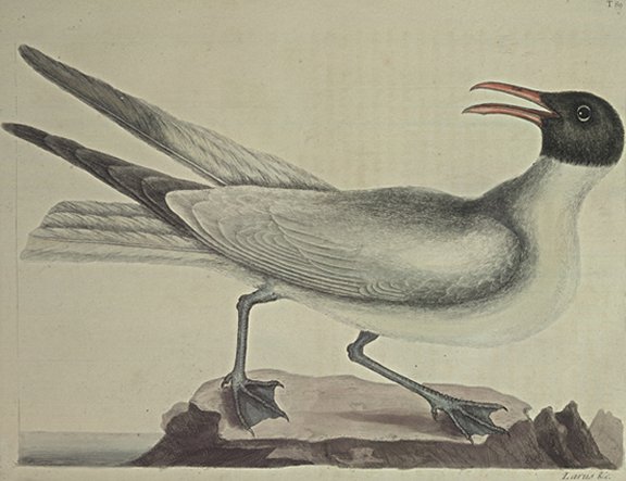 Laughing Gull Plate Number: I 89 
