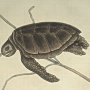 Sea Tortoise
