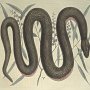 Copper Belly Snake