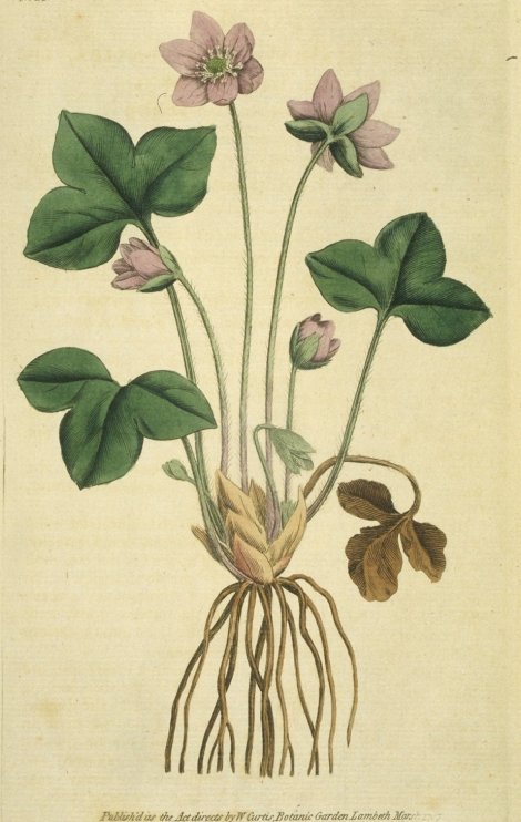 Hepatica nobilis - Curtis's Botanical