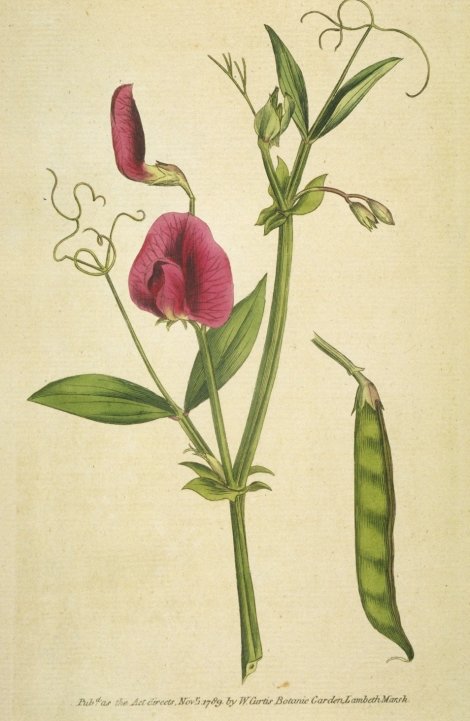 Lathyrus tingitanus - Curtis's Botanical