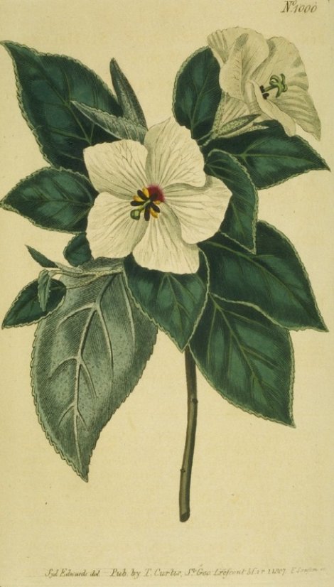 Melhania erythroxylon - Curtis's Botanical